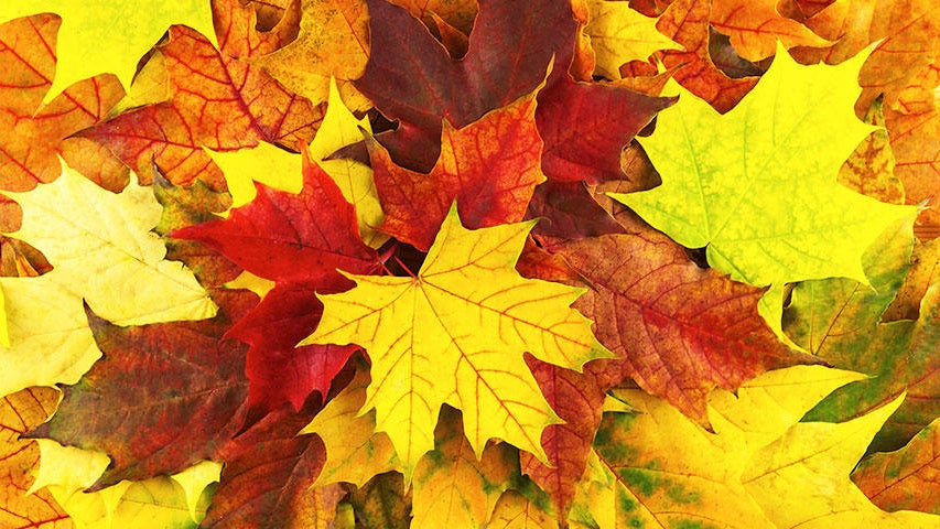 Cooler, quieter fall weather returns Tuesday in the Twin Cities — WCCO / CBS Minnesota, Shakopee Community news