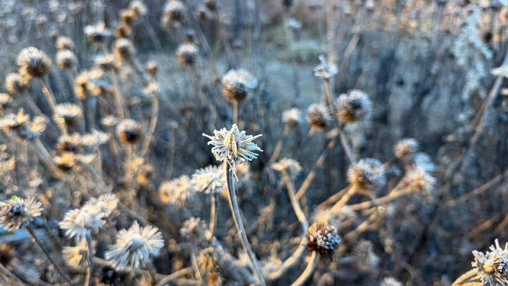 Breezy winds bring cool air to Minnesota, with first frost possible in the metro Friday night — WCCO / CBS Minnesota, Shakopee Sports news