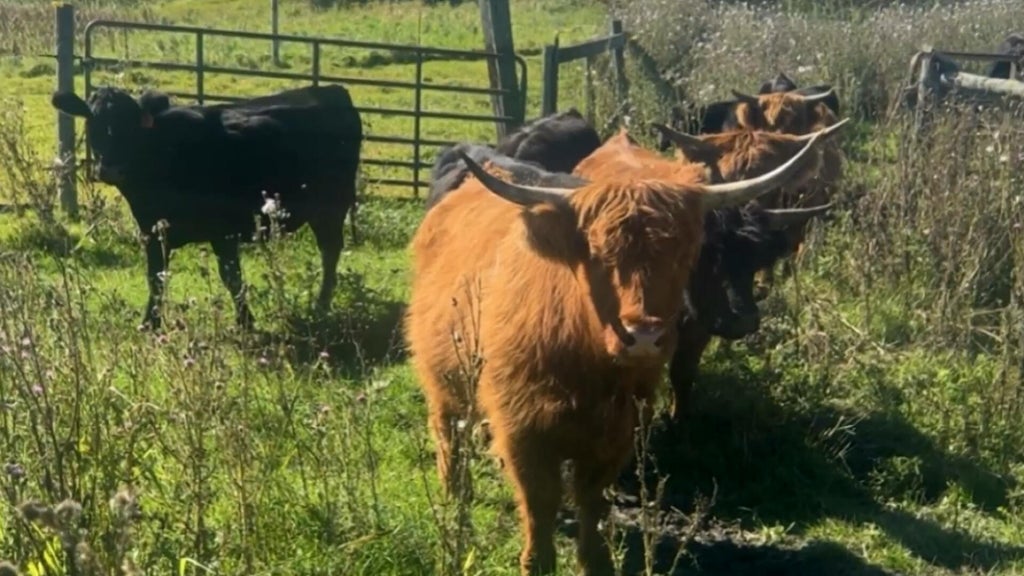 Minnesota farmer calls for thief to return nearly a dozen cows: "You're going to go to jail" — WCCO / CBS Minnesota, Shakopee Community news