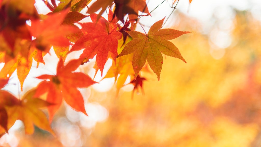 More sunny, mild late October weather in Minnesota Tuesday — WCCO / CBS Minnesota, Shakopee Business news