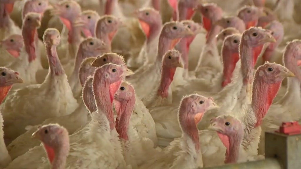 Bird flu confirmed in Barron County, Wisconsin, commercial poultry flock — WCCO / CBS Minnesota, Shakopee Real Estate news