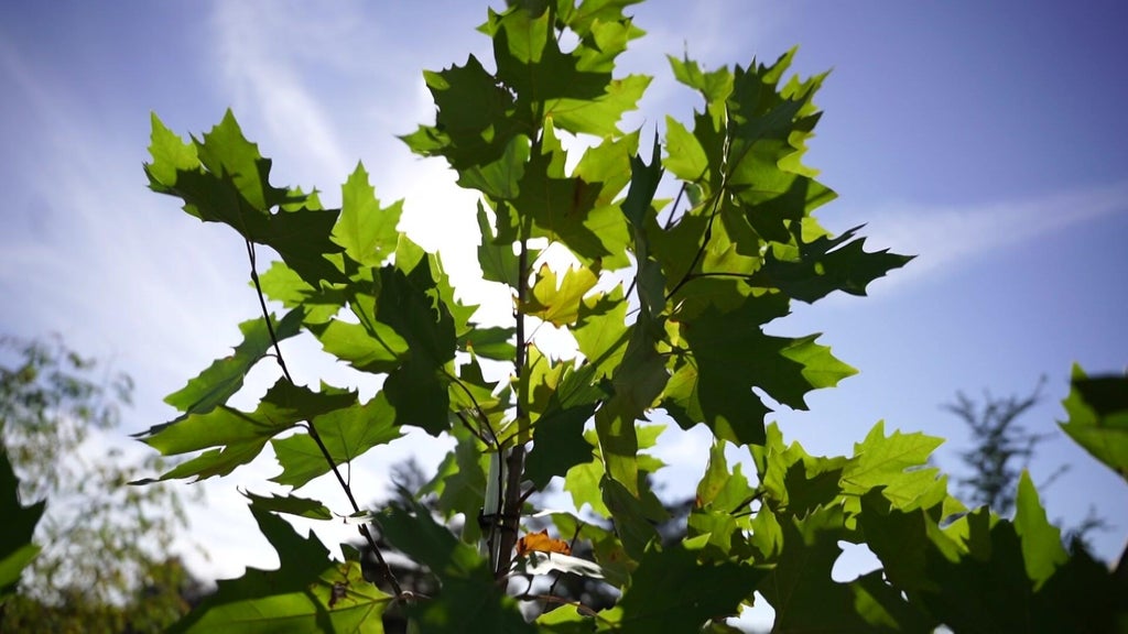 St. Paul city employees help plant trees at church in Rondo neighborhood — WCCO / CBS Minnesota, Shakopee Real Estate news