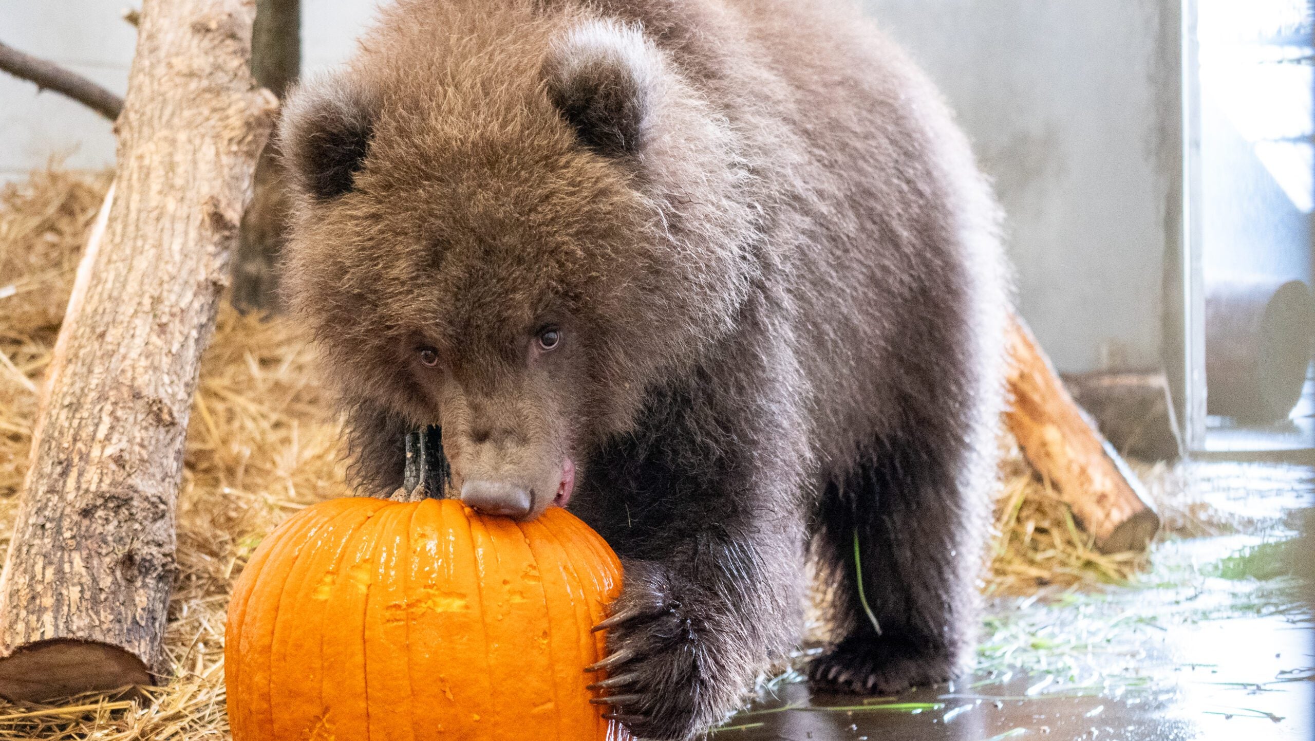 Minnesota Zoo welcomes 3 orphaned brown bear cubs rescued from Alaska — Shakopee Health news