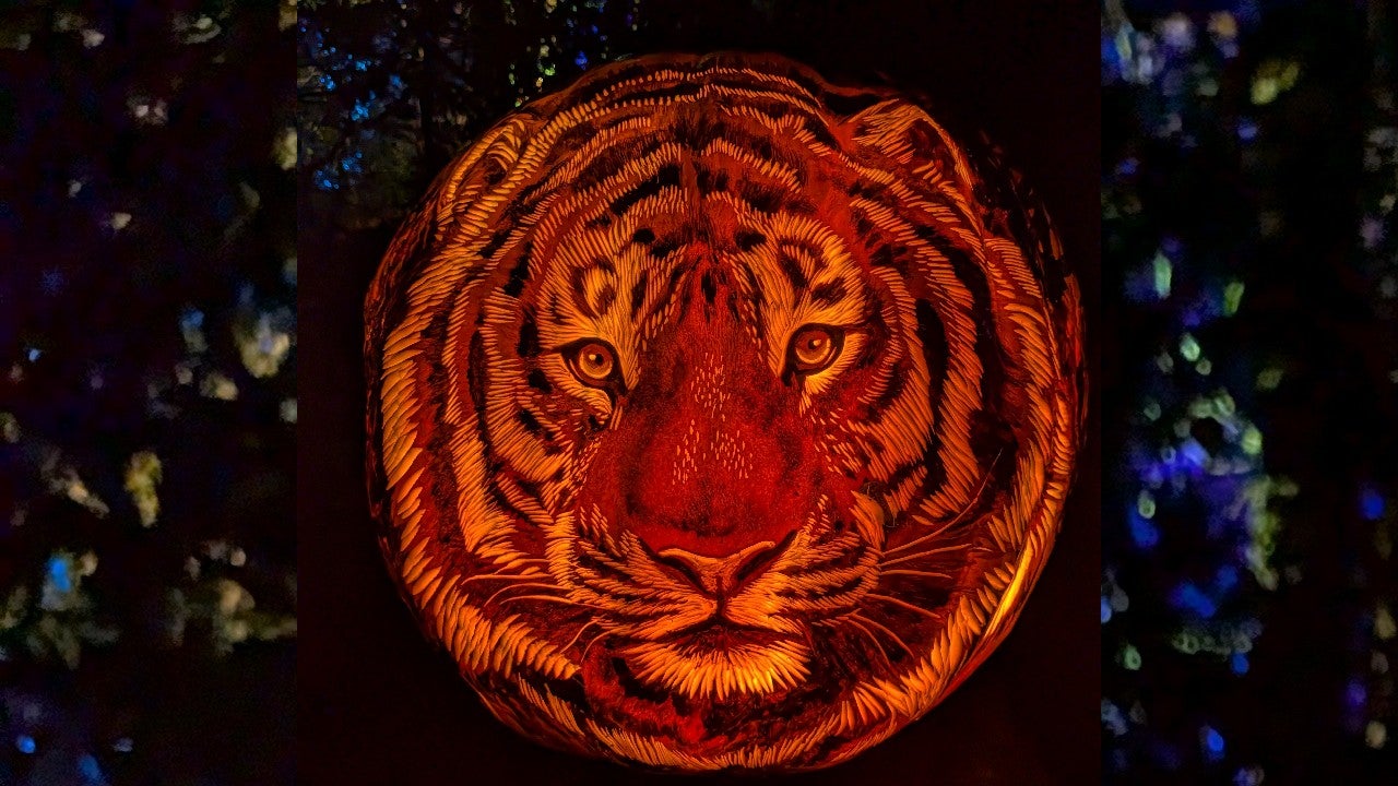 Behind the scenes of pumpkin carving at the Minnesota Zoo — KSTP 5, Shakopee Arts news