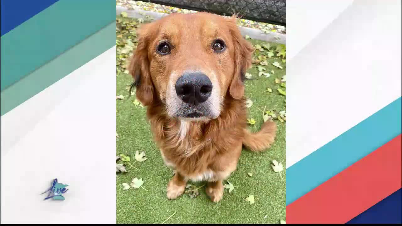 Adopt a Dog Month: Golden Retrievers — KSTP 5, Shakopee Community news