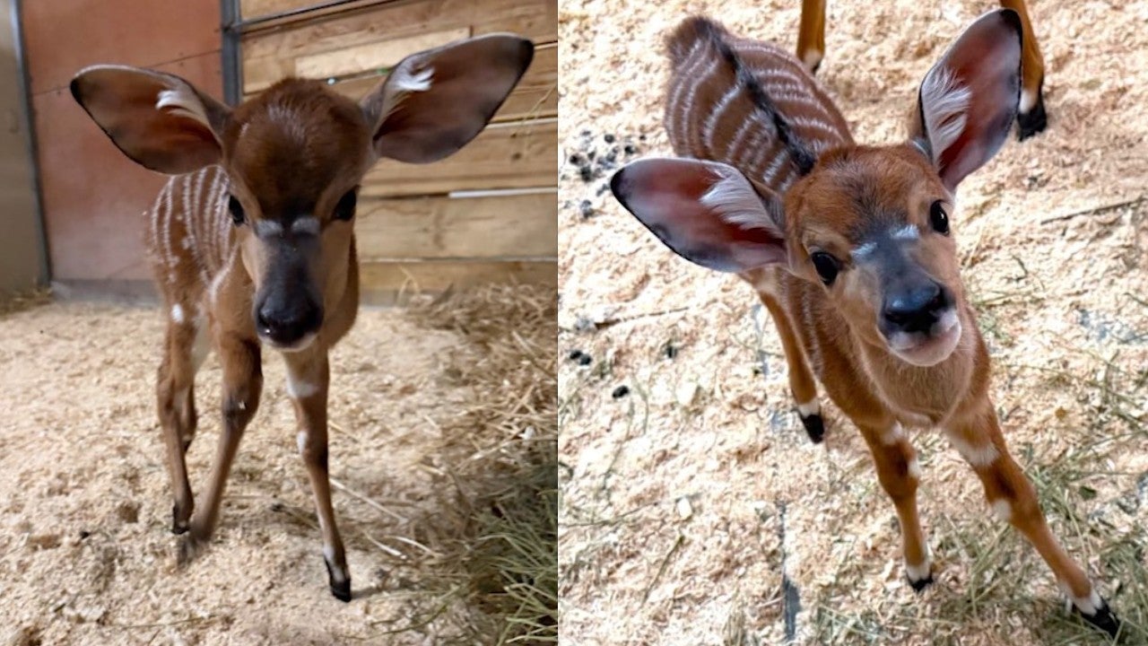 Pair of nyala calves born at Como Park Zoo 3 weeks apart — Shakopee Community news