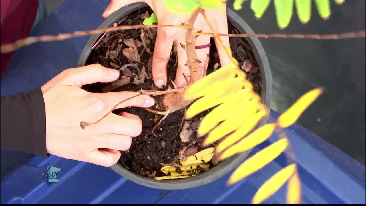 Tips for Planting Trees — KSTP 5, Shakopee Community news