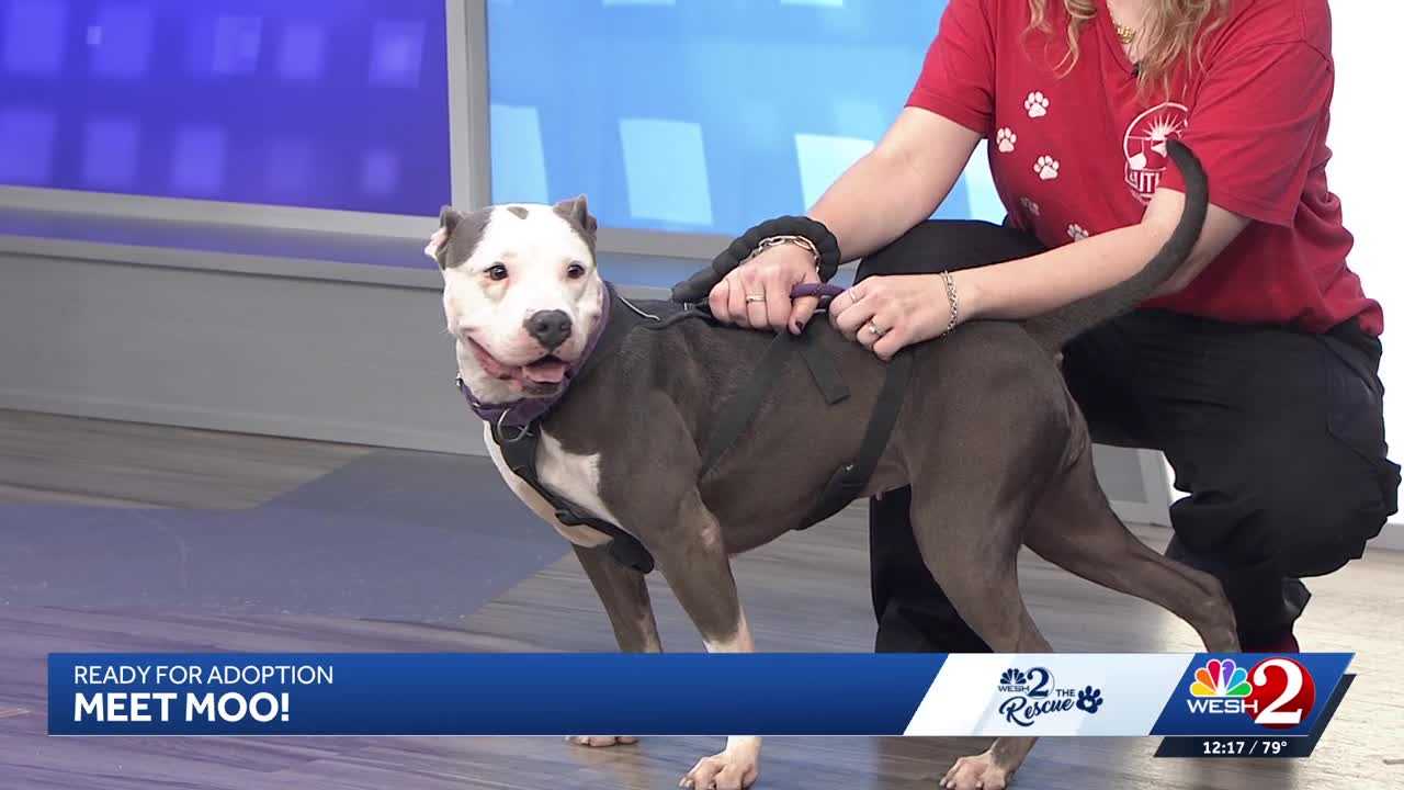 Moo at Southeast Volusia Humane Society is looking for a home — WESH 2 Orlando, Shakopee Community news