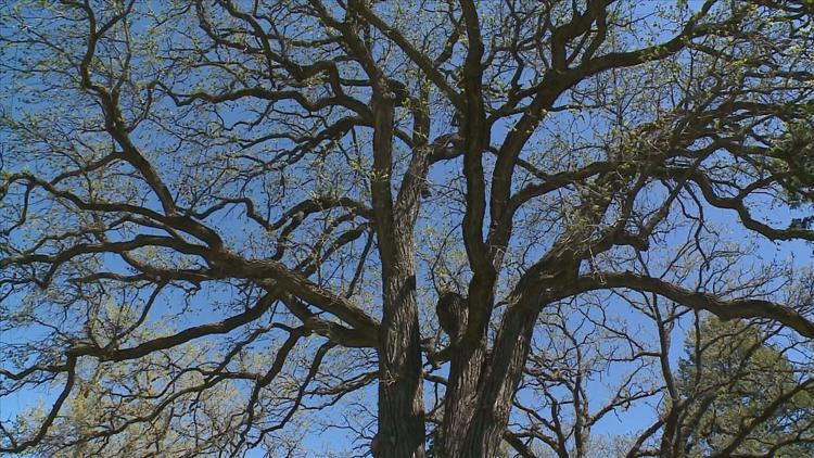 How to keep your oak trees healthy — KARE 11 Local, Shakopee Health news