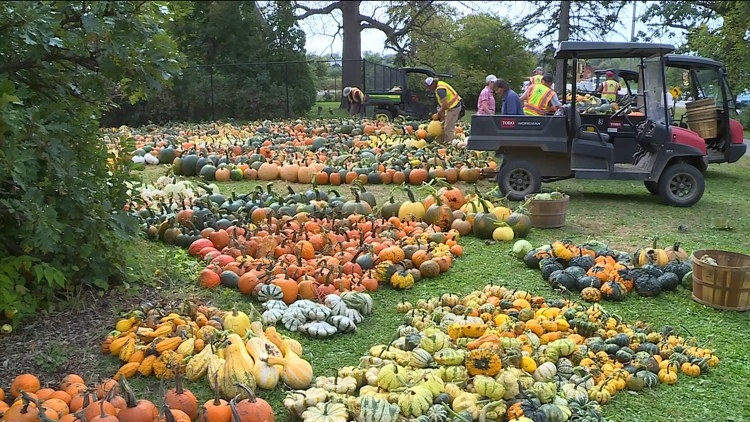 Pumpkin 101: Best to cook, carve & display — KARE 11 Local, Shakopee Community news