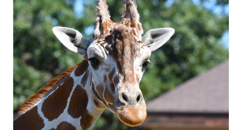 Como Zoo mourns loss of beloved giraffe, 'Skeeter' — Shakopee Community news