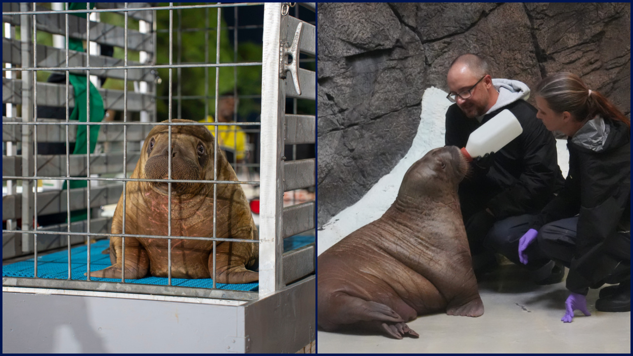 Orphaned baby walrus in Alaska flown 4,800 miles to new home in Florida — FOX 9, Shakopee Community news