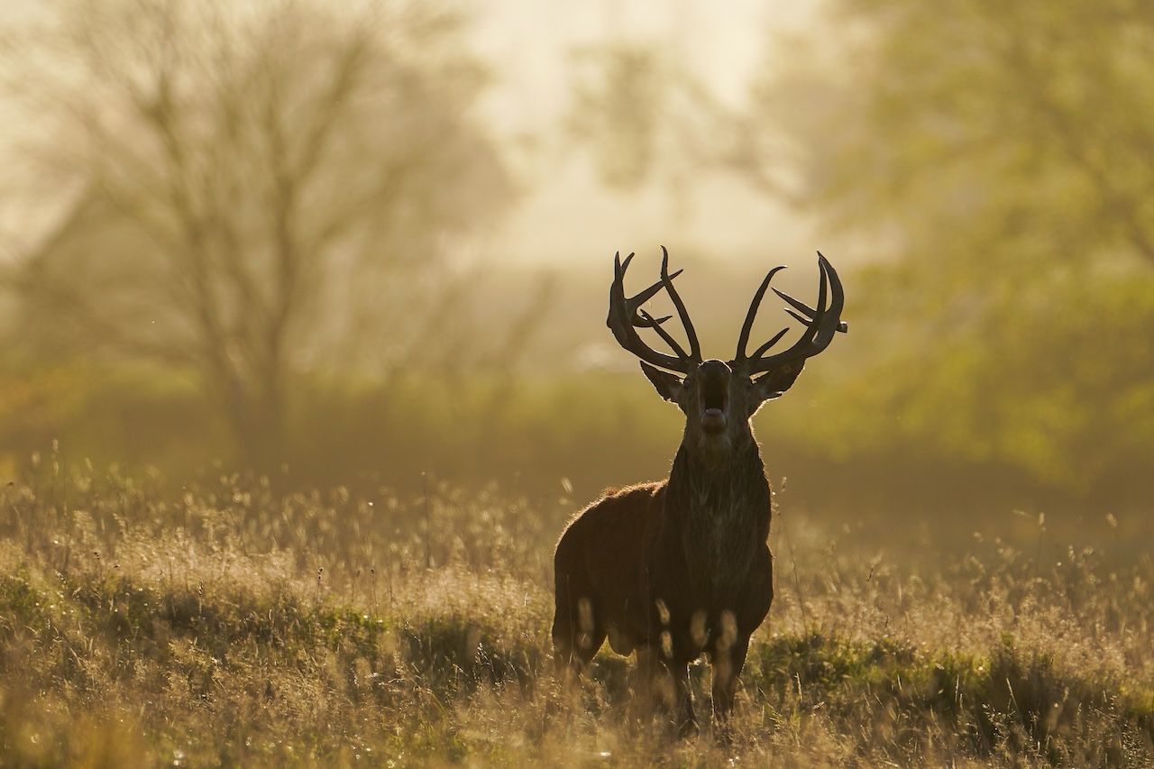 Deer-related crashes spike in the fall. Here's why. — FOX 9, Shakopee Sports news