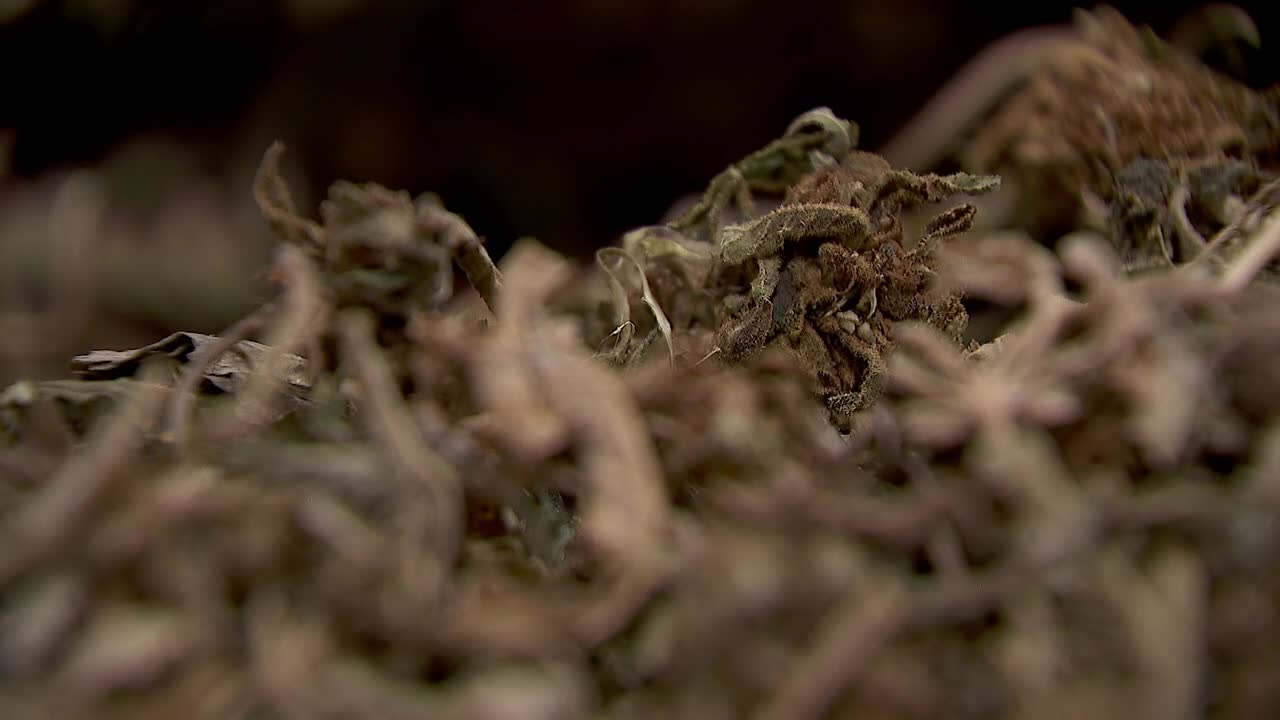 Hemp THC deadline hits $200 million industry, leads to layoffs, but liquor stores may maintain — FOX 9, Shakopee Business news
