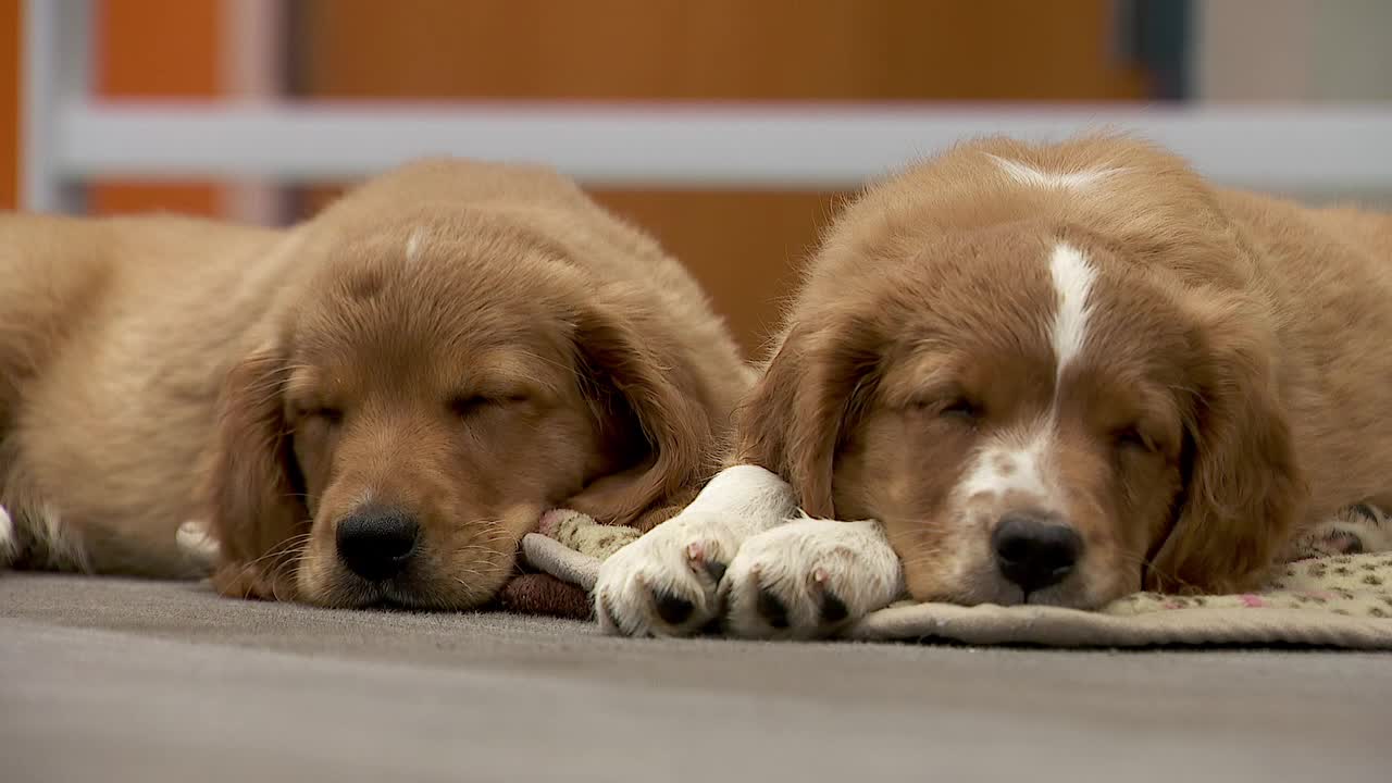 36 dogs rescued from unlicensed breeder in Cass County — Shakopee Community news