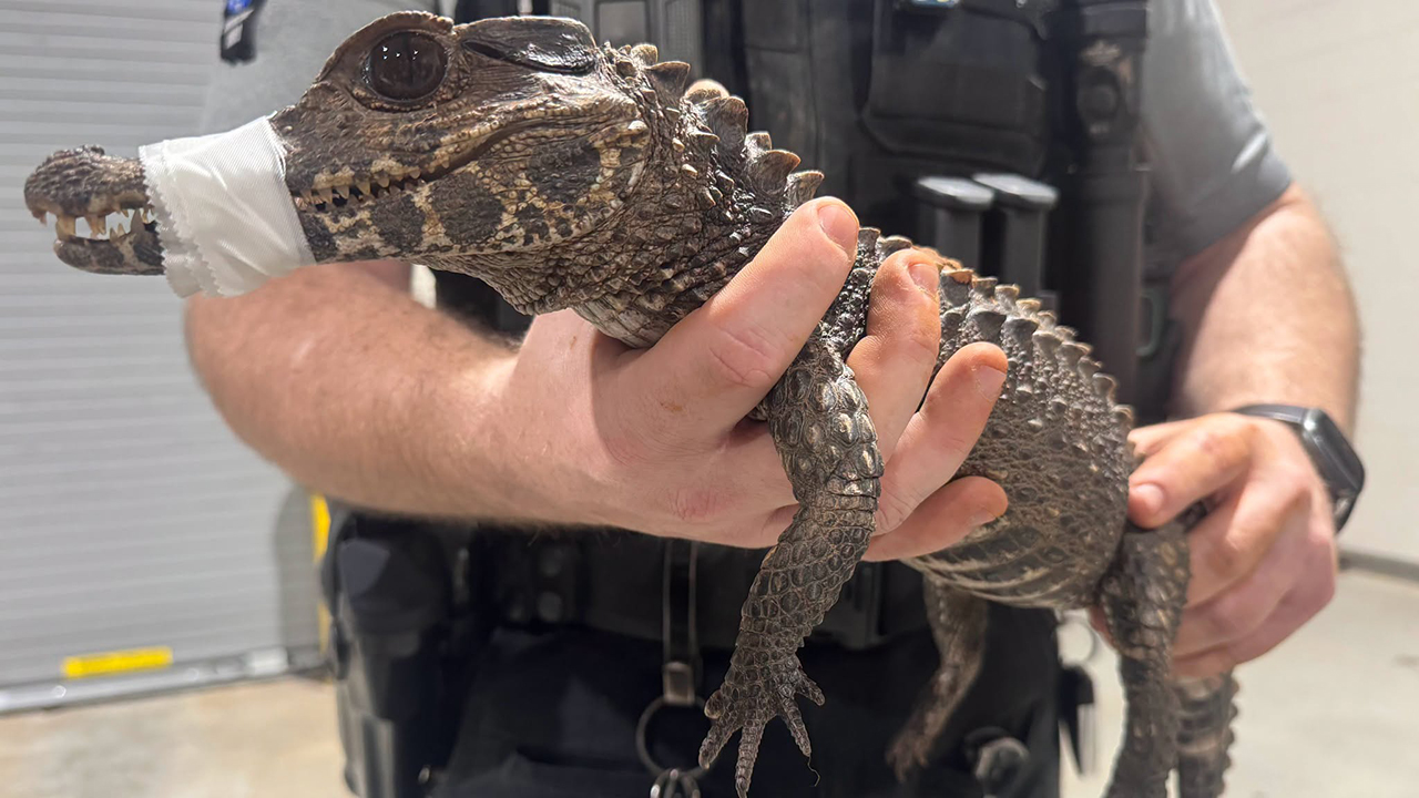 Watch: Deputies in Oklahoma capture escaped caiman after months on the loose — FOX 9, Shakopee Community news